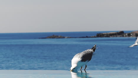 bird drinking from swimming pool in slow motion