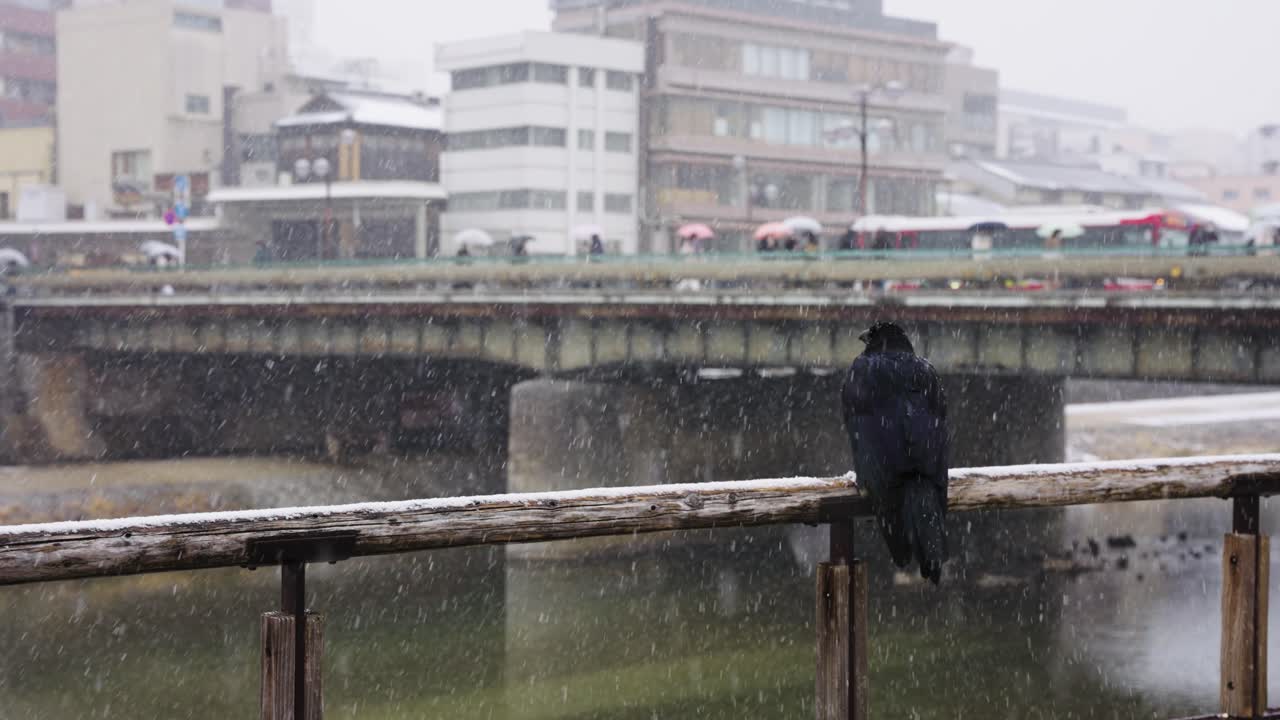 가모가와 다리를 건너는 사람들을 지켜보며 눈 속에 앉아 있는 일본 까마귀