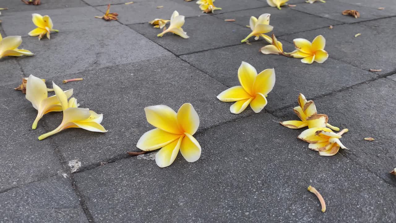 Footage of plumeria flowers falling and strewn across the marble floor.
