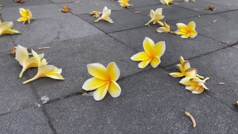 footage of plumeria flowers falling and strewn across the marble floor.