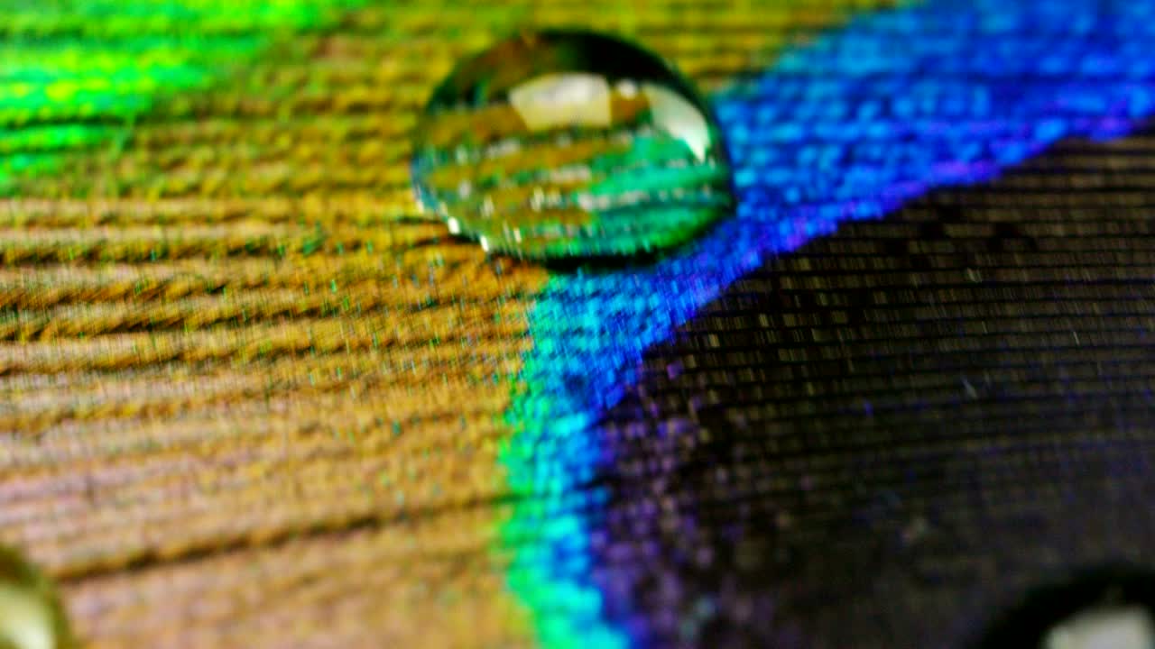 색과 질감으로 가득 찬 파오크 털은 우아하고 장식되어 있습니다.