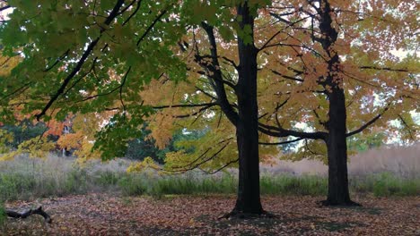 Zwei-Bunte-Ahornbäume-Am-Abend-Des-Herbstes