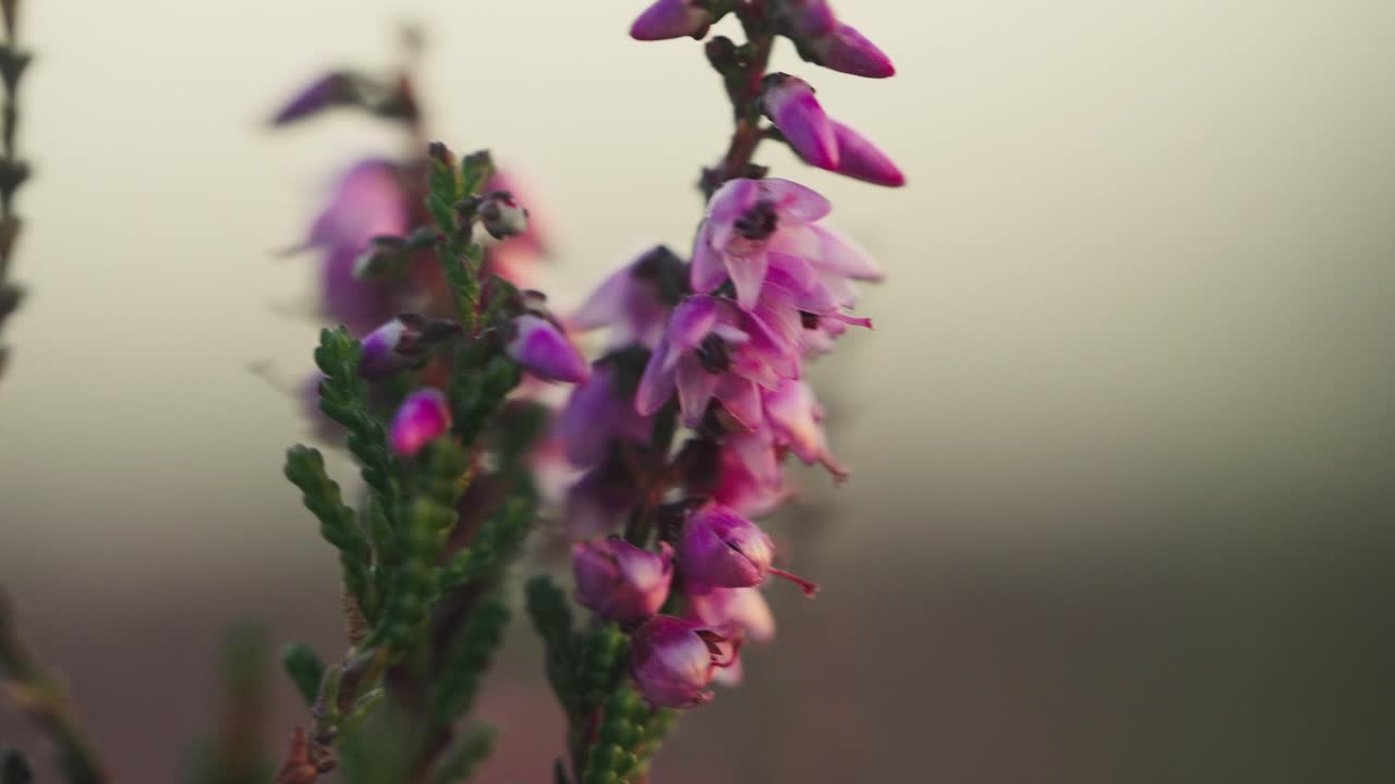 heather calluna vulgaris contra poca profundidad de campo.