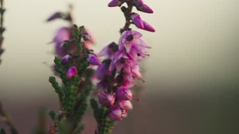 Heidekraut-Calluna-Vulgaris-Gegen-Geringe-Schärfentiefe