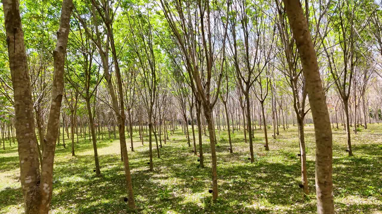 Aerial footage of a lush rubber tree plantation in Phuket, Thailand, captured in daylight with vibrant greenery and orderly rows