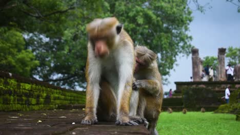 pair of monkeys at ancient ruins in sri lanka