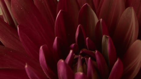 Dolly-movement-on-a-purple-Chrysanthemum-blossoming