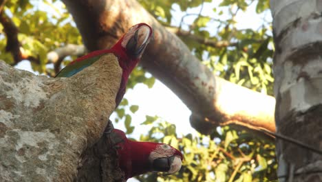 un par de guacamayos escarlata sentados en un árbol acicalándose y mirando alrededor