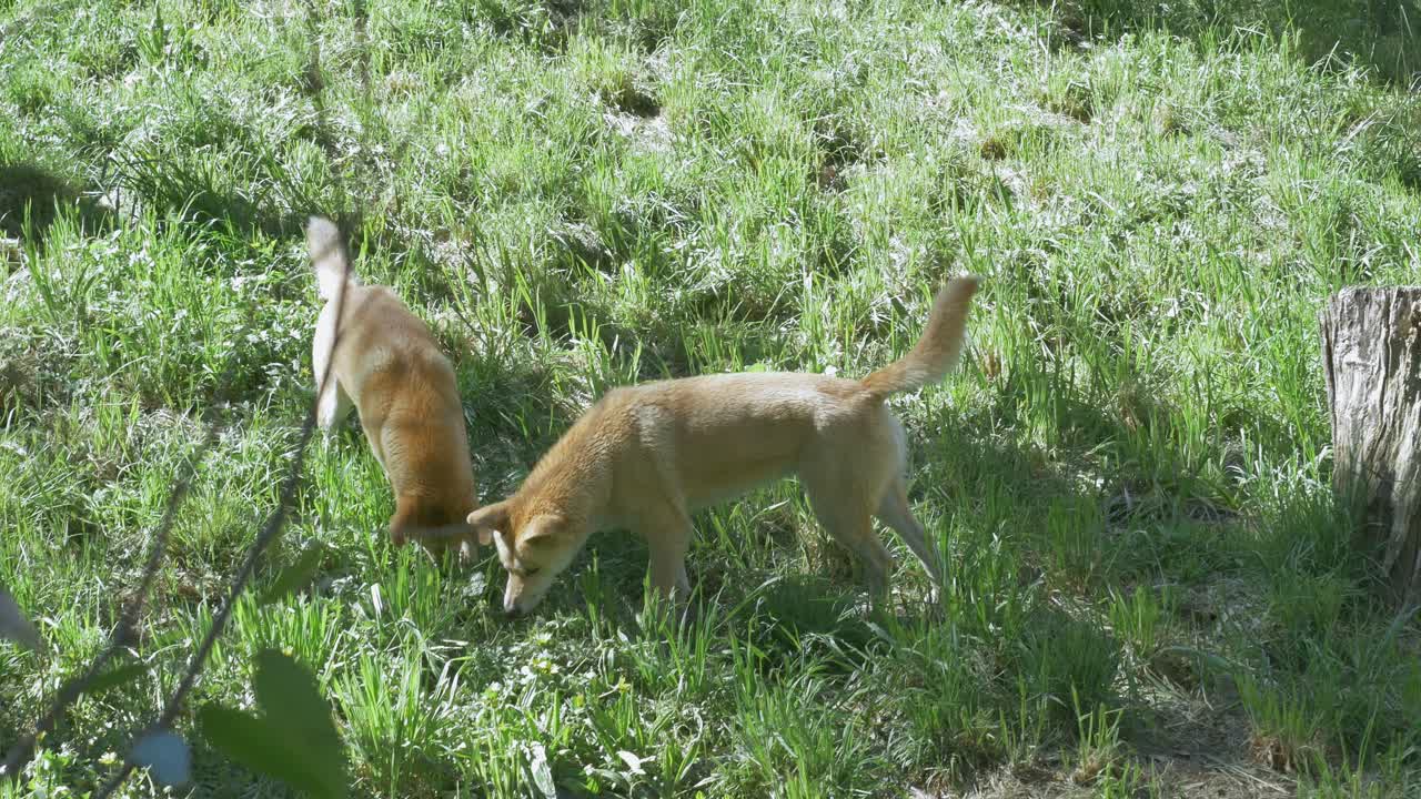 Two Australian dingoes ding in the ground