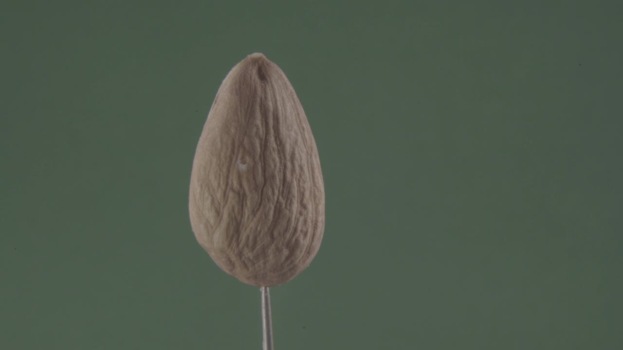 크로마 키를 위해 녹색 화면에 루프와 함께 아몬드 회전