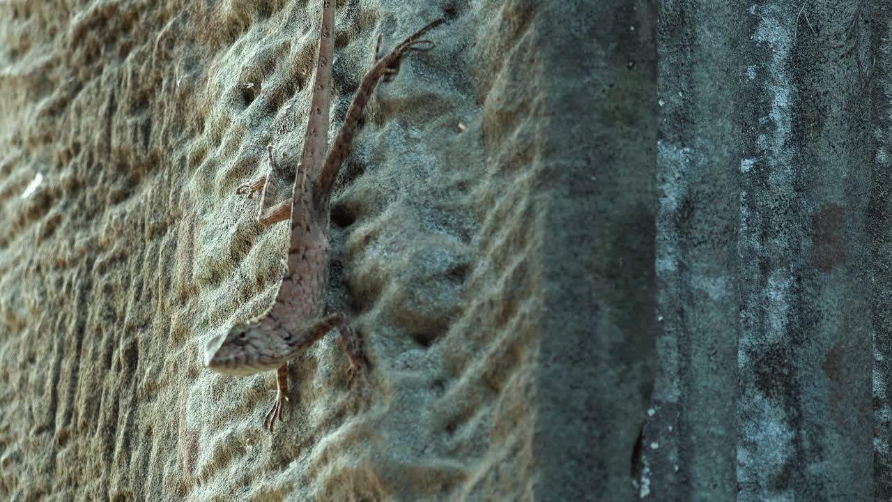 primer plano exterior de lagarto en la pared de piedra mirando a su alrededor con rápidos movimientos de cabeza