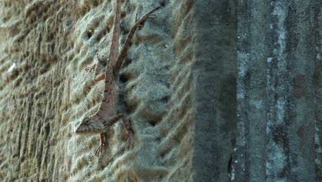 Close-Exterior-Shot-of-Lizard-on-Stone-Wall-Looking-Around-With-Quick-Head-Movements