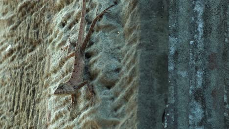 primer plano exterior de lagarto en la pared de piedra mirando a su alrededor con rápidos movimientos de cabeza