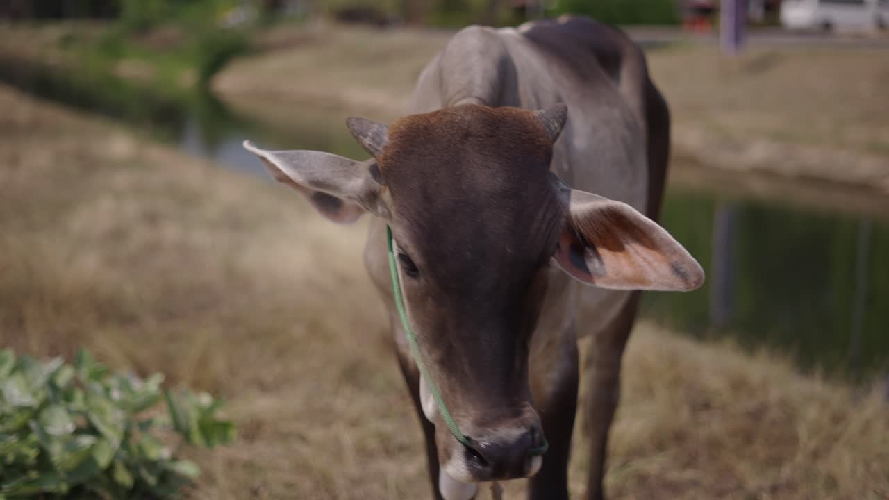 Close-up of a cow with a green rope in a rural setting