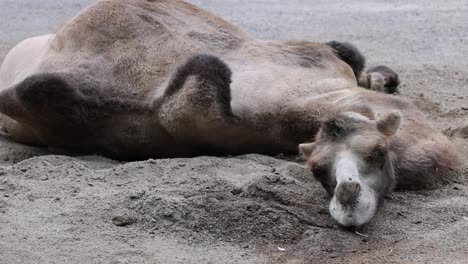 close up shot of sleepy camel lying on sand and resting in desert during heat