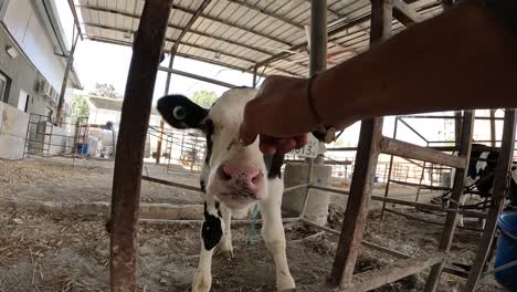 Cow-being-greeted-by-man,-shows-his-fingers-and-she-sniffs,-Gaza