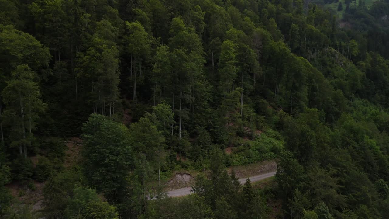 스위스, 유럽의 높은 상록색 소나무 숲 자연 여행 목적지