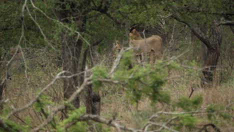 Dos-Leones-Machos-Fueron-Vistos-Caminando-Sigilosamente-A-Través-De-Un-Bosque-Disperso