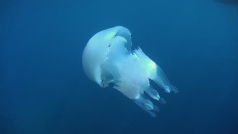 big white jellyfish drifting below the surface in open ocean in the mediterranean sea