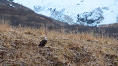 a bald eagle sits alone at the base of the mountains in the wilderness of kodiak island alaska