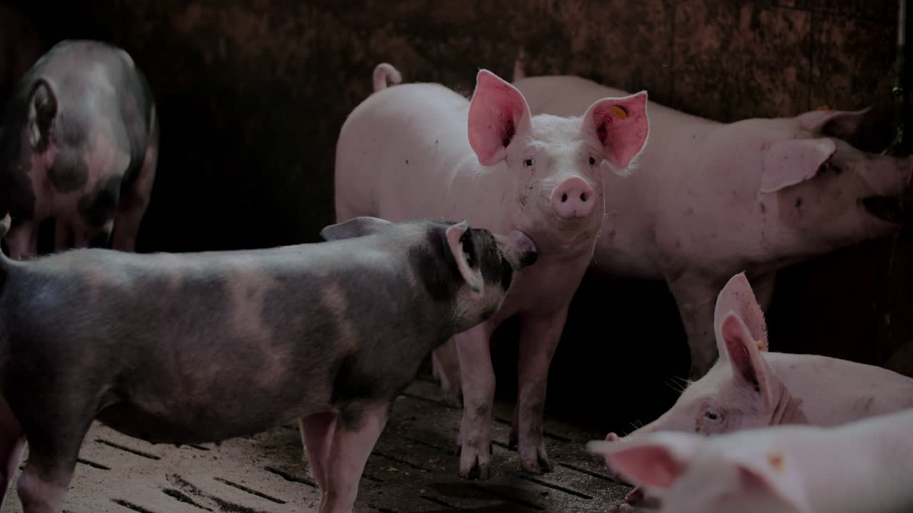 창고에 힌 돼지