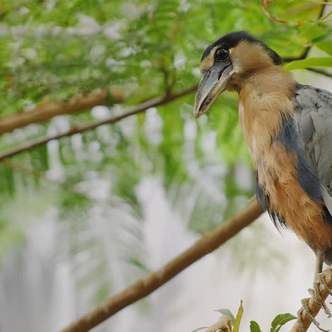 boat billed heron sitting in the branches of a tree