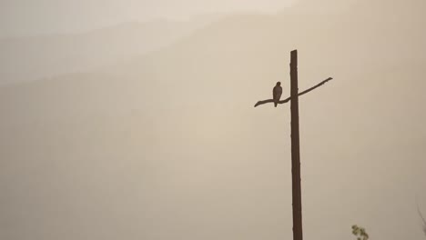 Falke,-Der-Auf-Einem-Kreuzförmigen-Strommast-Vor-Einem-Hintergrund-Von-Bergen-Hockt
