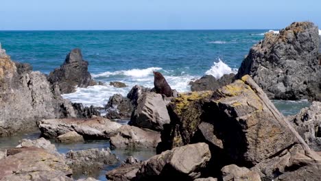 large male brown fur seal on the rocks with waves in wellington, new zealand