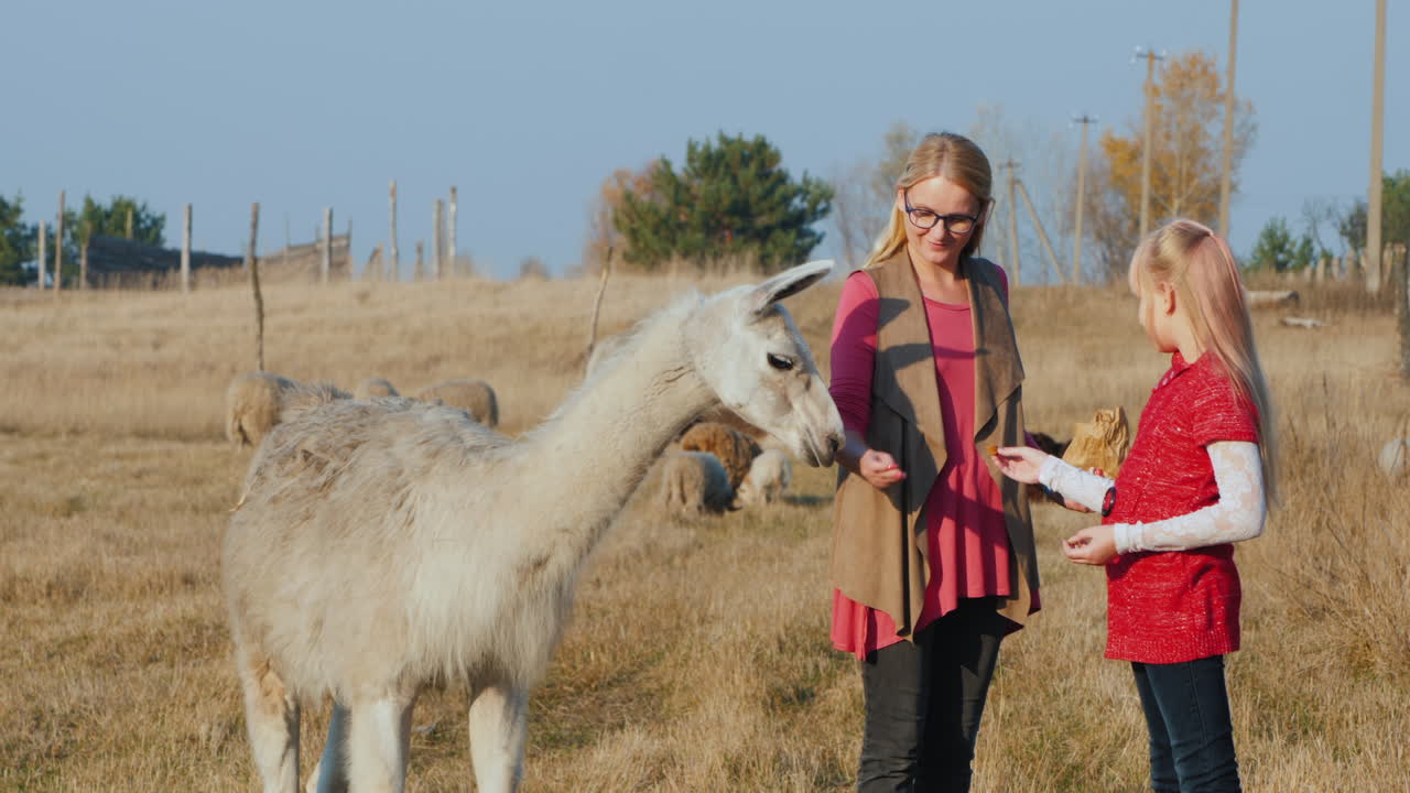 mamá e hija caminan en el parque alimentan lindas alpacas