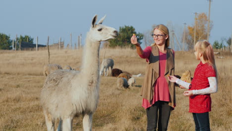 Mom-And-Daughter-Walk-In-The-Park-Feed-Cute-Alpacas