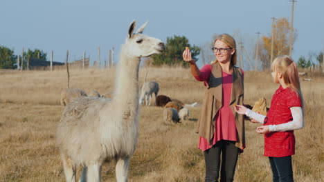 mom and daughter walk in the park feed cute alpacas