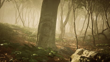 wooded forest trees backlit by golden sunlight