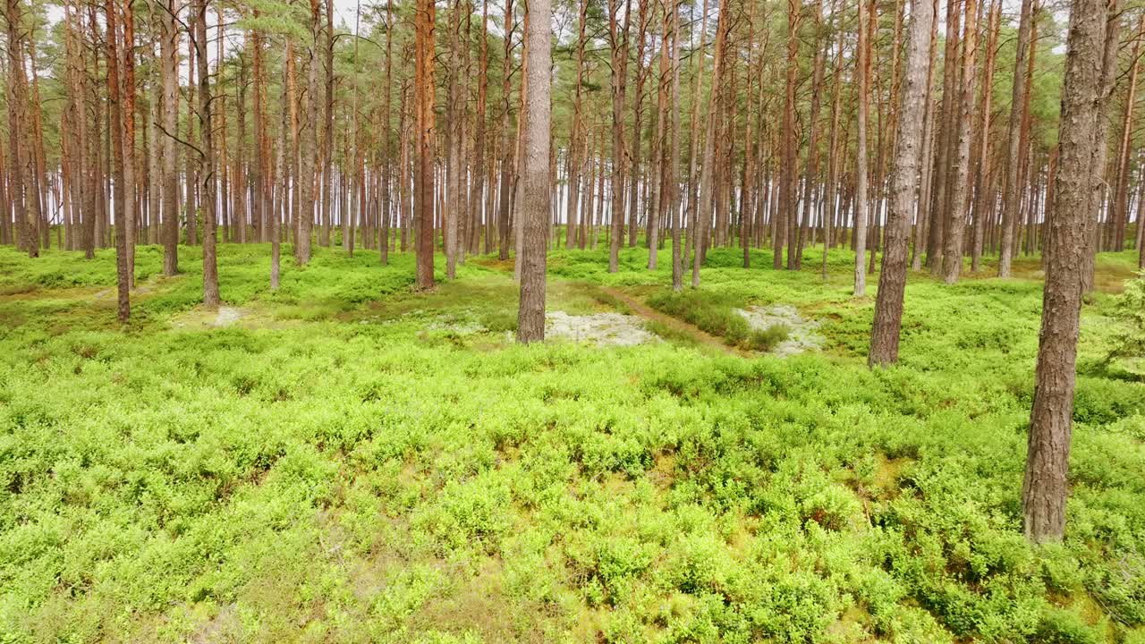 Drone svever sidelengs gjennom kystnært furuskogs- og sanddynelandskap i Klapkalnciems