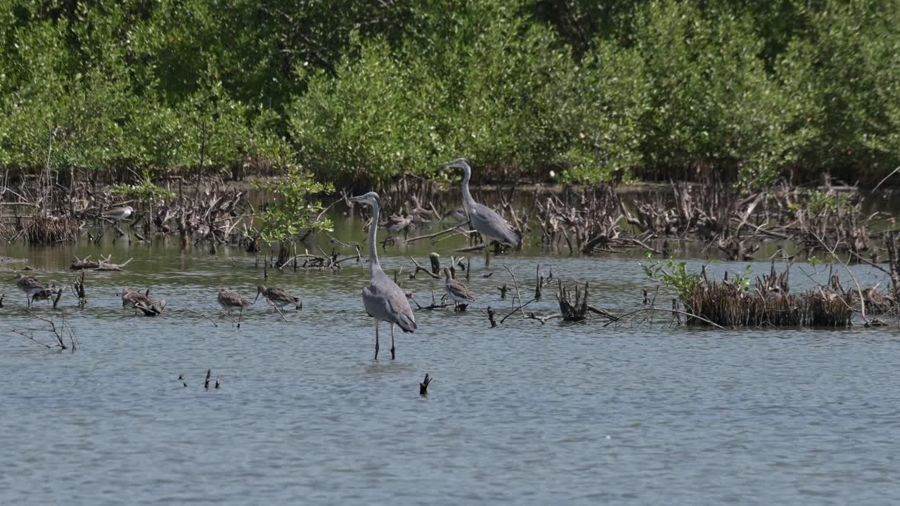 Kamera oddaluje záběr, odhalující dva jedince a další ptáky brodící se ve vodě, volavka popelavá Ardea cinerea, Thajsko.