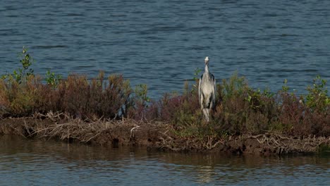 Zoomen,-Um-Diesen-Reiher-Zu-Enthüllen,-Der-Nach-Vorne-Schaut,-Graureiher-Ardea-Cinerea,-Thailand