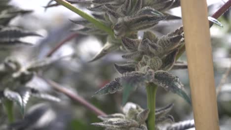 a handheld close up of cannabis in a breeze