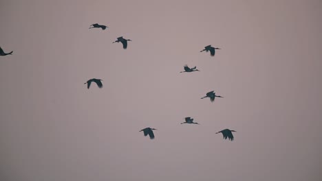 flock of black storks flying