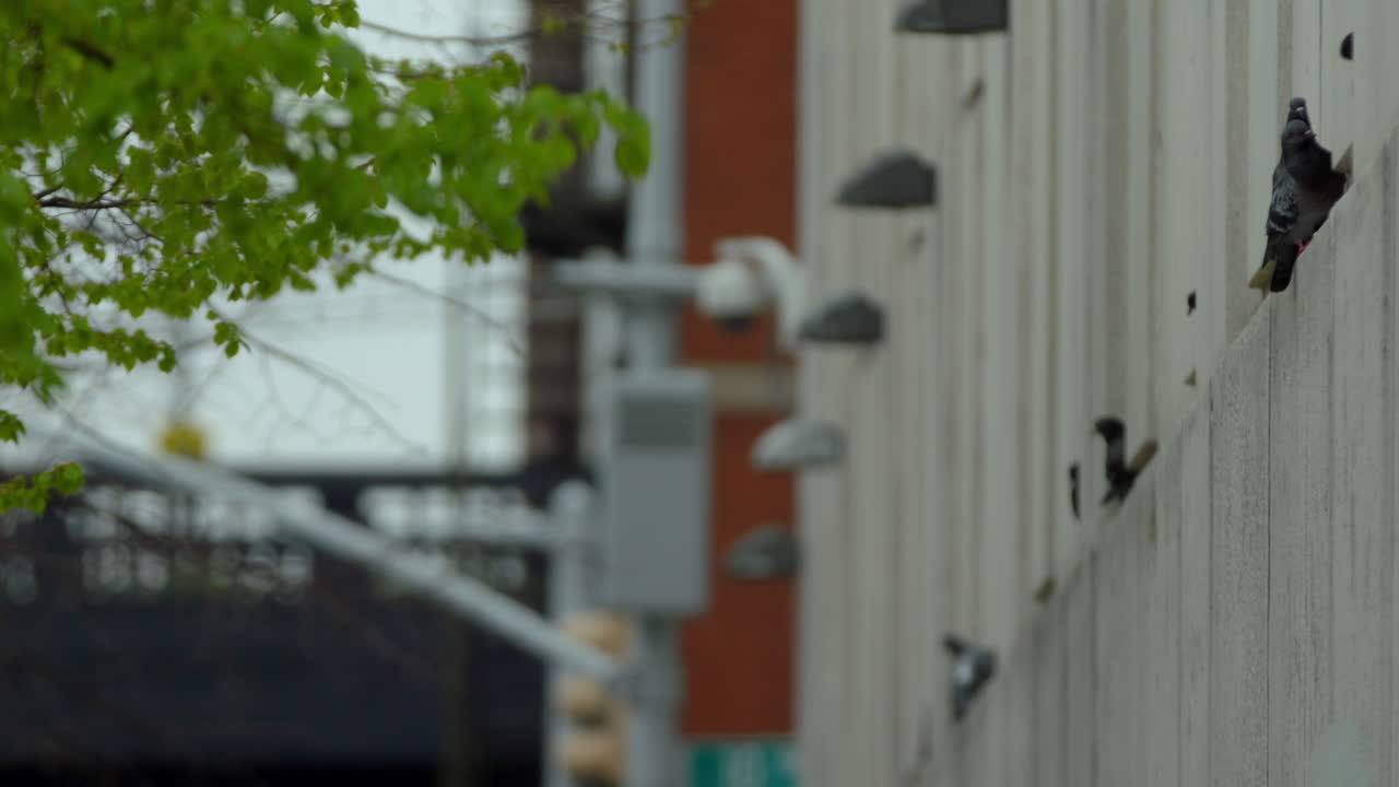 뉴욕의 한 건물 옆에 앉아 날아다니는 비둘기