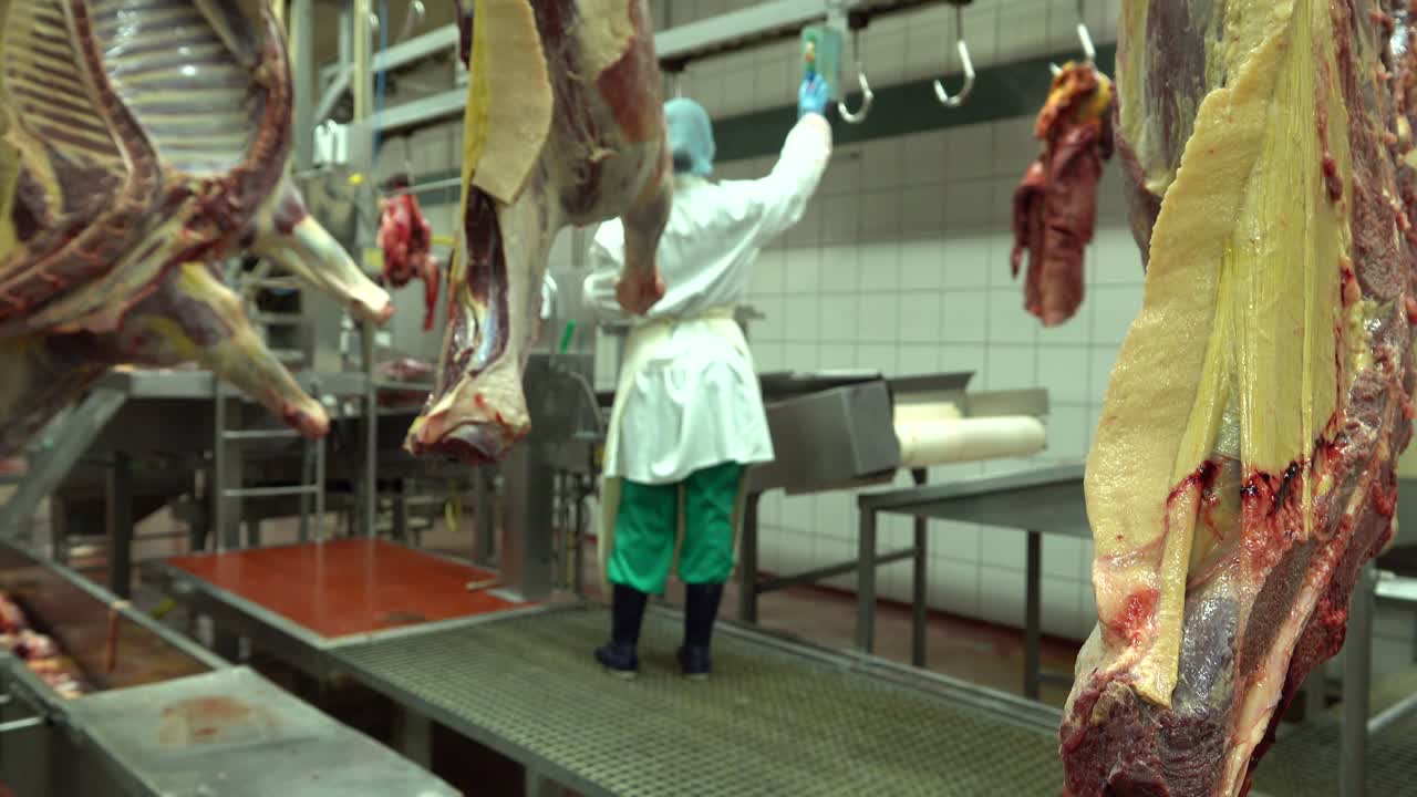carne di cavallo appesa nel macello e utilizzata mediante l'azionamento di ganci trasportatori