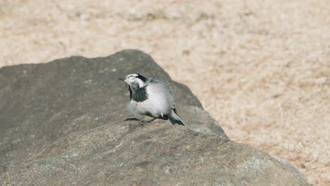 Bachstelze-Kratzen-Und-Pflegen-Auf-Einem-Felsen-In-Tokio,-Japan---Nahaufnahme