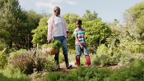 happy senior african american grandfather and grandson picking vegetables in sunny vegetable garden