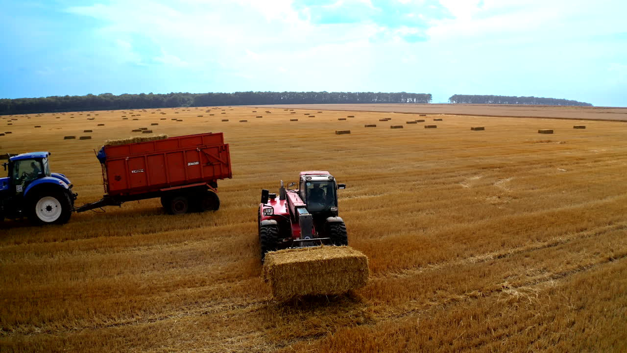 Tractor working on large field. Aerial view flying over wheat field and combine harvester tractor with trailer making stacks of wheat