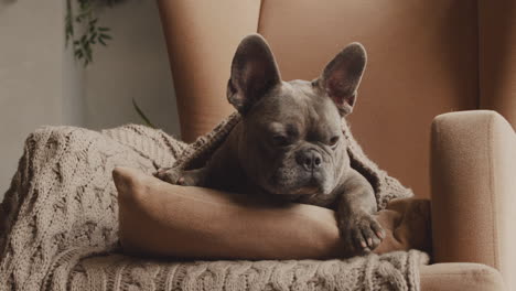 vista inferior de un perro bulldog sentado en un sillón y cubierto con una manta 2