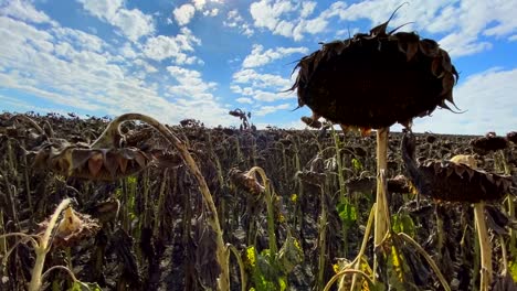 withered sunflower field under a cloudy sky