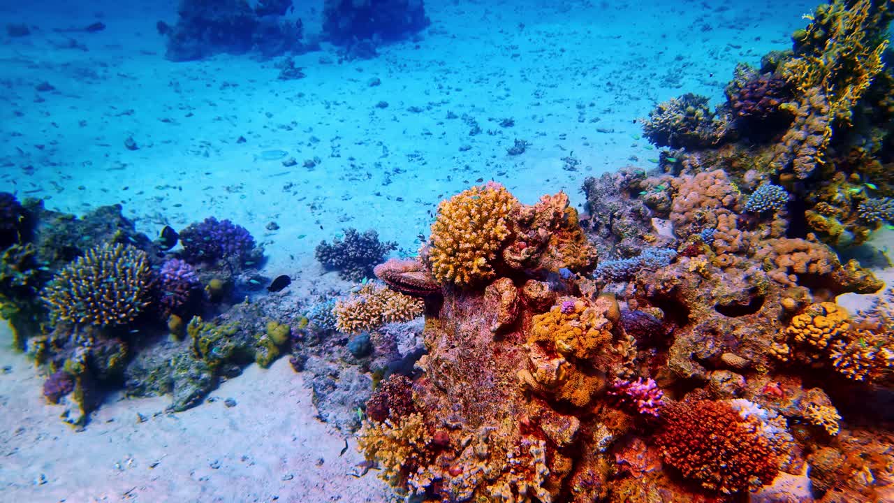 Rallentatore di specie ittiche che nuotano attorno a una barriera corallina vivace e colorata sul fondo sabbioso dell'oceano, con formazioni rocciose, habitat marino, immersioni subacquee e attività turistiche.