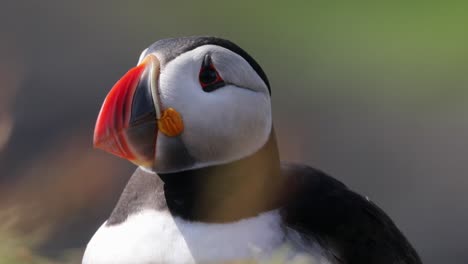 Puffin-close-up,-turning-head,-Treshnish-Isles,-Scotland