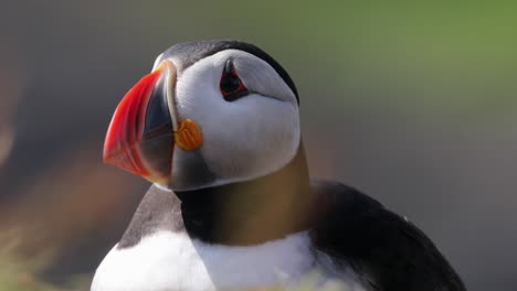 puffin de cerca, girando la cabeza, las islas treshnish, escocia