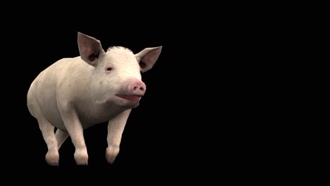 Un-Cerdo-Caminando-Sobre-Fondo-Negro-Con-Canal-Alfa-Incluido-Al-Final-Del-Vídeo,-Animación-3d,-Vista-En-Perspectiva,-Animales-Animados,-Animación-En-Bucle-Sin-Interrupciones