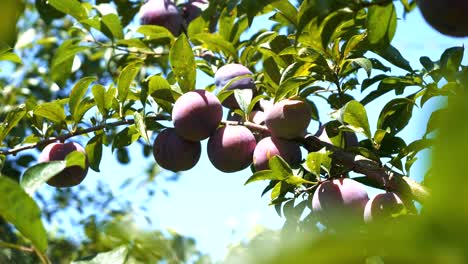 las ciruelas púrpuras madurando en una rama de un árbol en un día cálido y soleado