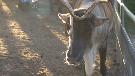 a reindeer at the farm in arendel, poland standing under the morning sunlight - close up